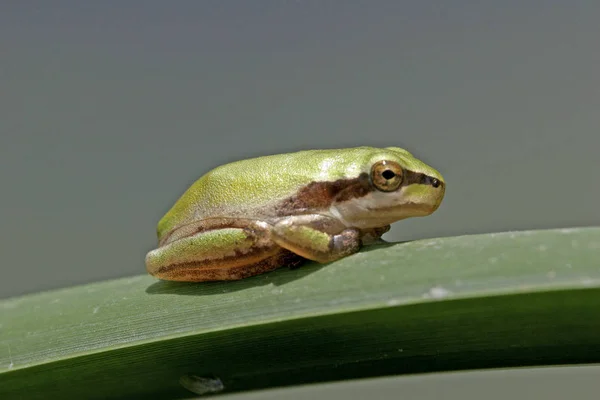 Hyla Meridionalis Mediterranean Tree Frog — Stock Photo, Image