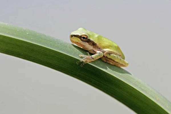 Hyla Meridionalis Středomořská Žába — Stock fotografie