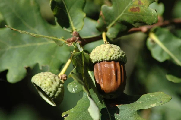 Primer Plano Error Naturaleza Salvaje — Foto de Stock