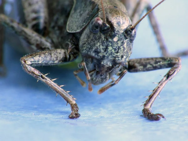 Vista Cerca Del Pequeño Insecto Saltamontes — Foto de Stock