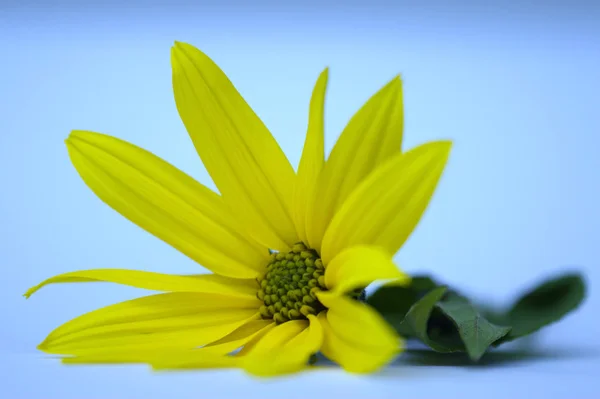 Artischockenblume Pflanzenblätter — Stockfoto