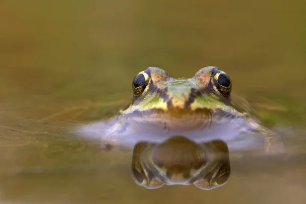 Frosch Amphibientier Kröte — Stockfoto