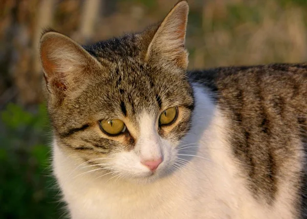 Retrato Lindo Gato — Foto de Stock