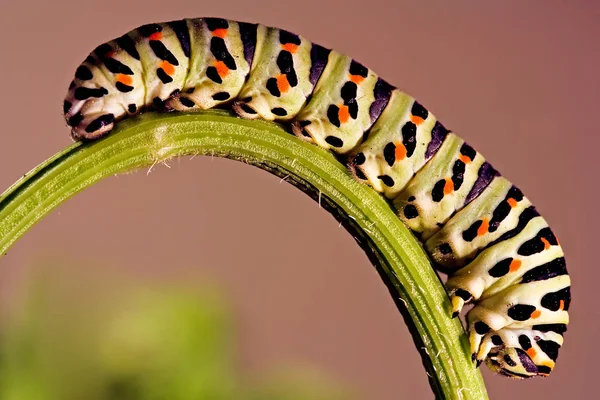 Insecto Oruga Gusano Pequeño — Foto de Stock