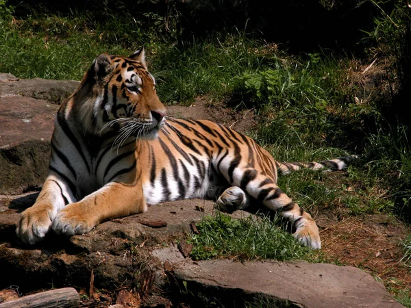 Encerramento Animais Jardim Zoológico — Fotografia de Stock