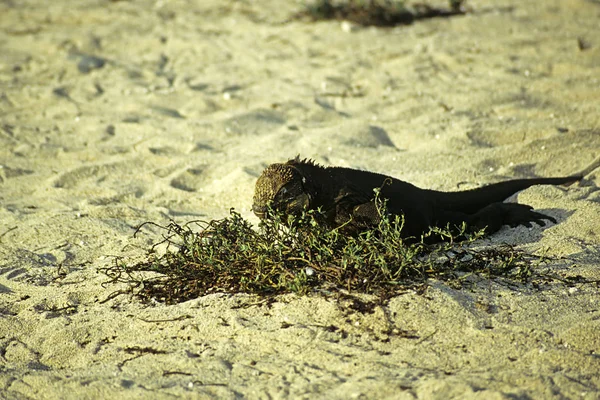 도마뱀 이구아나 포식자인 — 스톡 사진