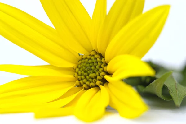 Artisjok Bloem Flora Bladeren — Stockfoto