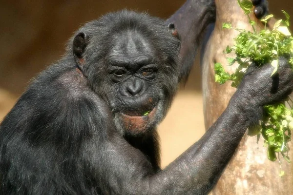 Шимпанзе Нами Много Общего — стоковое фото