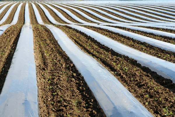 Visão Panorâmica Agricultura Foco Seletivo — Fotografia de Stock