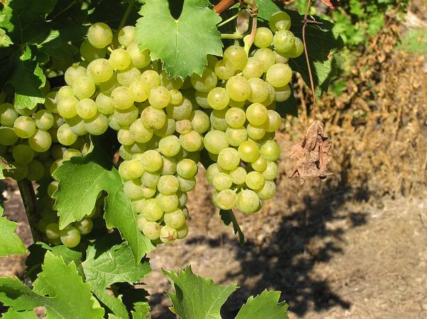 Vignes Paysage Culture Vigne — Photo