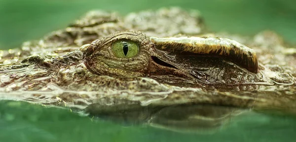 Animal Crocodilo Predador Anfíbio — Fotografia de Stock