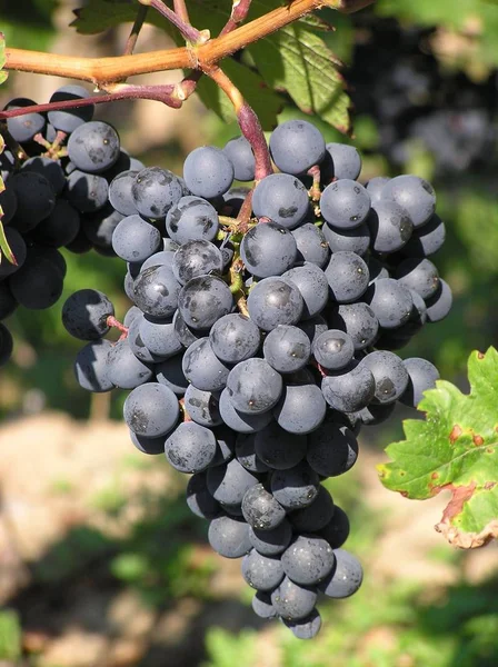Vinrankor Vindruvor Som Växer Träd Fruktträdflora — Stockfoto