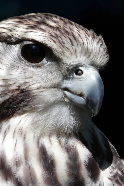 Aussichtsreicher Blick Auf Den Schönen Falken Der Natur — Stockfoto