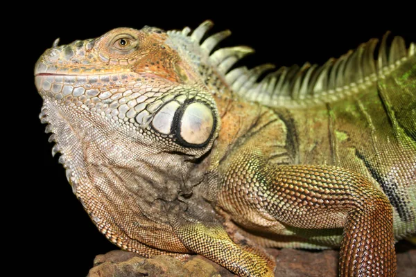 Jaszczurka Iguana Drapieżnik Zwierzę — Zdjęcie stockowe