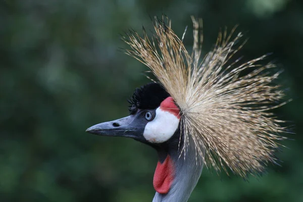 Panoramisch Uitzicht Prachtige Kroonkraanvogel — Stockfoto