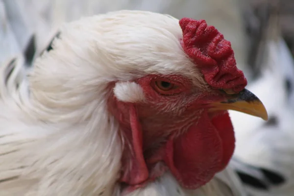 農場での家庭用鶏 — ストック写真