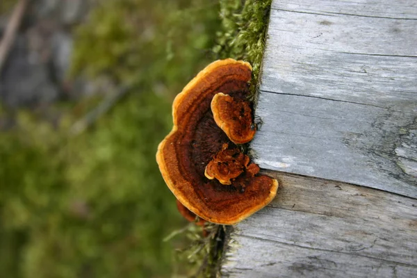 Odla Svamp Skogen Natur Bakgrund — Stockfoto