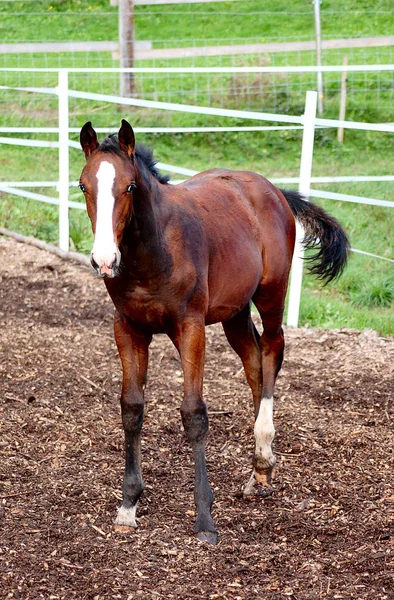 Horses Outdoors Daytime — Stock Photo, Image