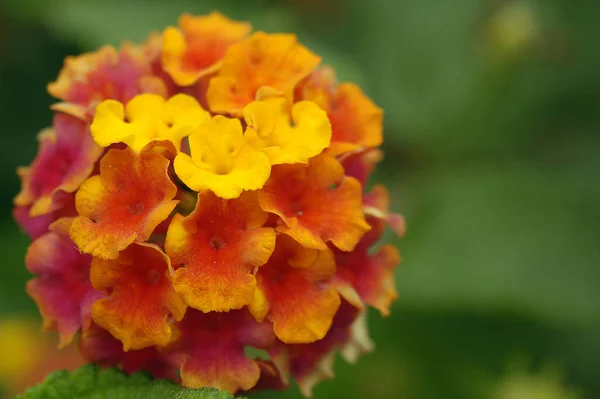 Bellissimi Fiori Concetto Floreale Sfondo Naturale — Foto Stock