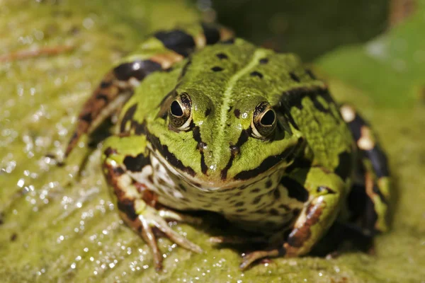 Obojživelné Zvíře Divoká Žába — Stock fotografie