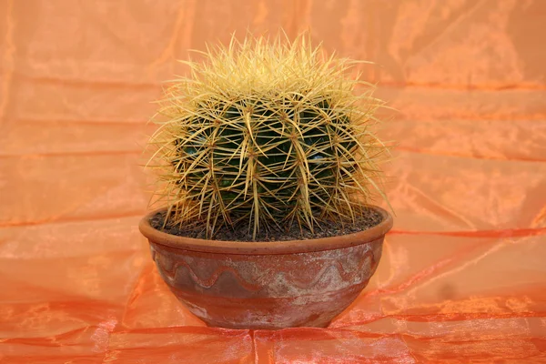Cactus Tropische Plant Flora — Stockfoto