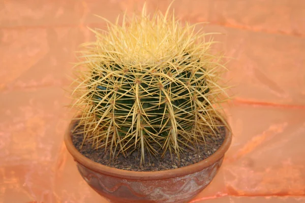 Kaktus Tropisk Växt Flora — Stockfoto