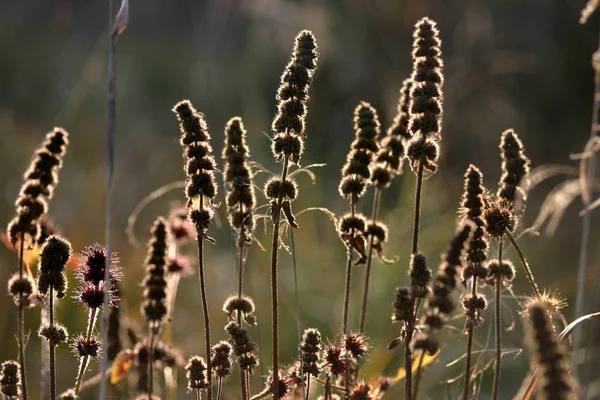 Bel Colpo Botanico Carta Parati Naturale — Foto Stock