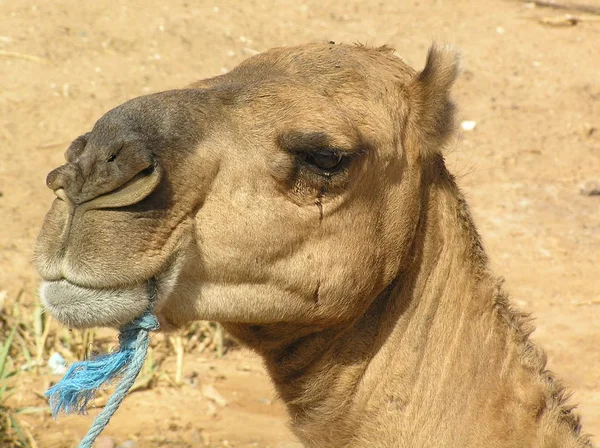 Dromedario También Llamado Camello Árabe Ungulado Grande Dedos Pares Con —  Fotos de Stock