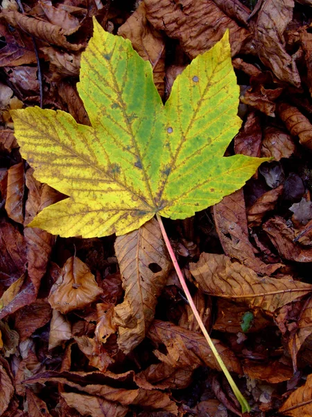 Кленовый Лист Осенью — стоковое фото