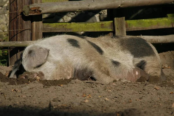 Kan Varken Met Zoveel Niets Kan Fout Gaan — Stockfoto