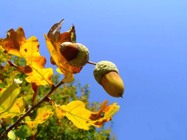 色とりどりの紅葉が美しい — ストック写真