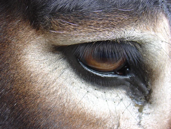 Close Horse Head — Stock Photo, Image