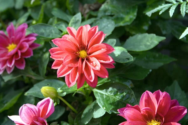 Vista Ravvicinata Della Bellissima Dalia Fiorita — Foto Stock