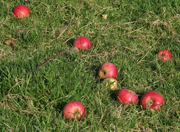 stock image fresh ripe apples, healthy eating 