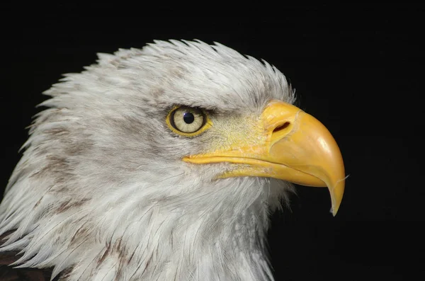 Vacker Utsikt Över Vacker Fågel Naturen — Stockfoto