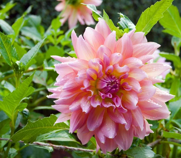 Närbild Vackra Blommande Dahlia — Stockfoto