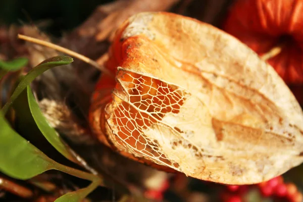 Krásný Botanický Záběr Přírodní Tapety — Stock fotografie