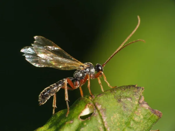 Peut Être Mâle Guêpe Des Bois — Photo