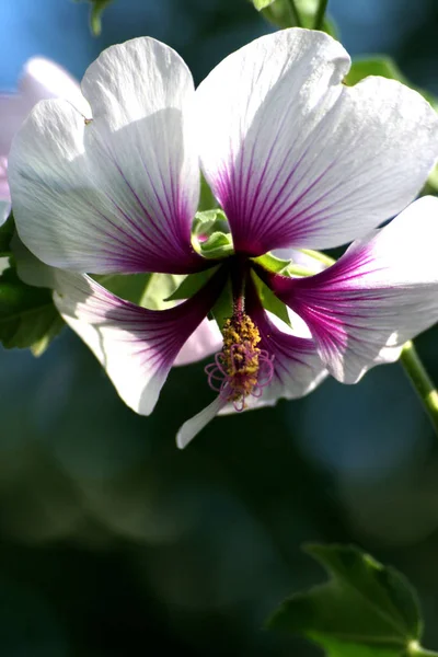 Живописный Красочный Цветок Гибискуса — стоковое фото