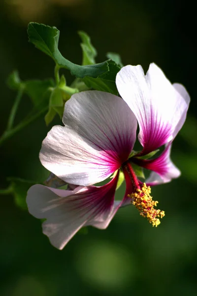 Escénico Hermosa Flor Hibisco Colorido —  Fotos de Stock