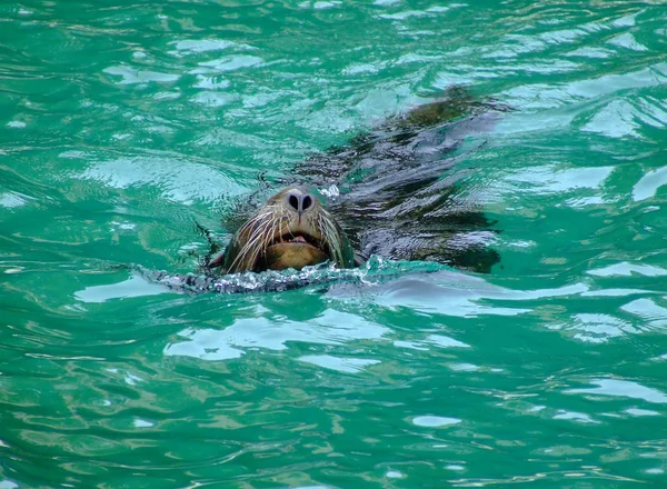 Lion Mer Animal Mer — Photo