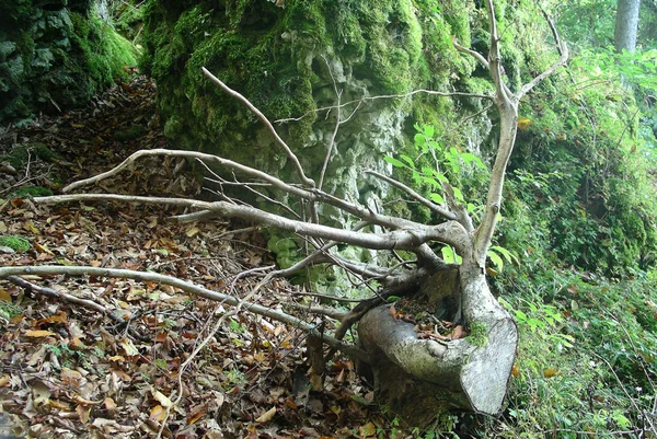 Bella Vista Sulla Natura — Foto Stock