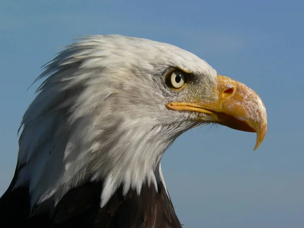 Vacker Utsikt Över Majestätisk Skallig Örn Vild Natur — Stockfoto