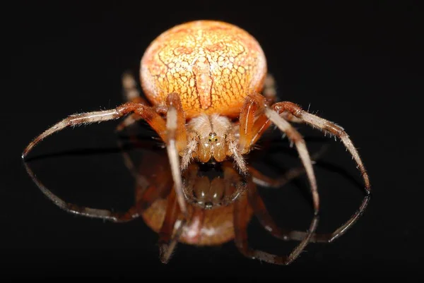 クモの虫不気味な動物 — ストック写真