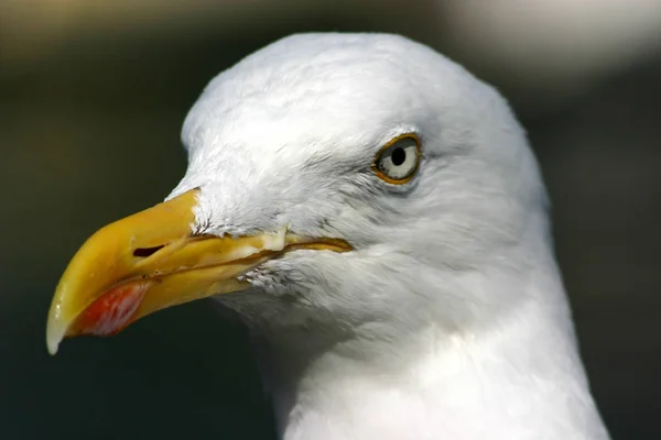 Vacker Utsikt Över Vackra Måsfåglar Naturen — Stockfoto