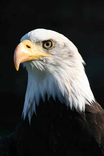 scenic view of majestic bald eagle at wild nature