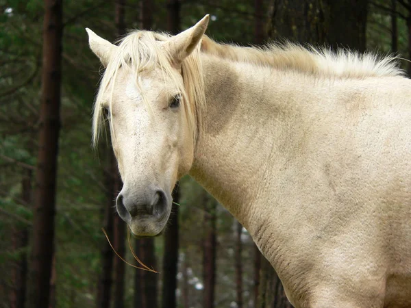 野生の馬を閉じる — ストック写真