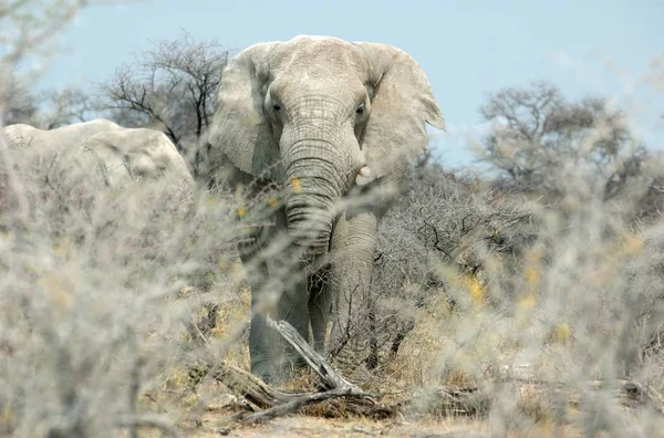 Elefánt Állat Vadon Élő Állatok Emlős — Stock Fotó