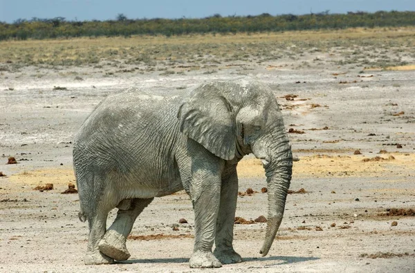 Fil Hayvanı Vahşi Yaşam Memeli — Stok fotoğraf