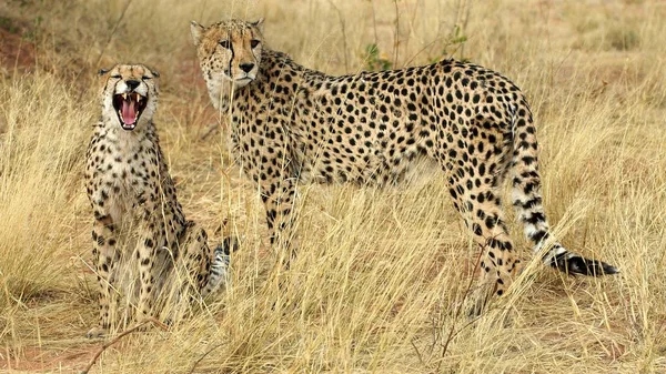 Guépard Tacheté Grand Chat Prédateur — Photo